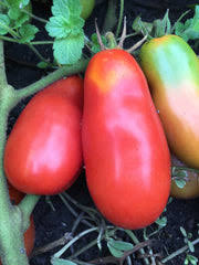 Afbeeldingsresultaat voor crnkovic yugoslavian tomato