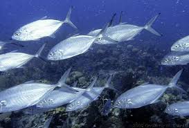 Image result for Caranx crysos