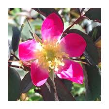 Attēlu rezultāti vaicājumam “Rosa glauca”