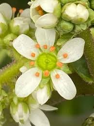 Attēlu rezultāti vaicājumam “Cribraria oregana macro”