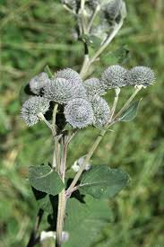 Attēlu rezultāti vaicājumam “Arctium tomentosum fruit”