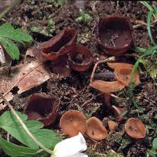 Attēlu rezultāti vaicājumam “Dumontinia tuberosa”