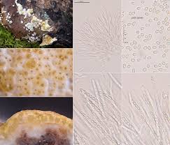 Attēlu rezultāti vaicājumam “Hypocrea pulvinata”