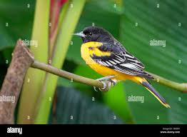 Image result for Icterus galbula