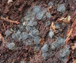 Attēlu rezultāti vaicājumam “Mollisia cinerea”