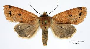 Attēlu rezultāti vaicājumam “Orthosia munda”