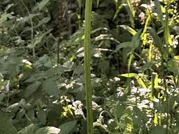 Attēlu rezultāti vaicājumam “Filipendula vulgaris fruit”