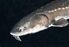 Image result for Acipenser