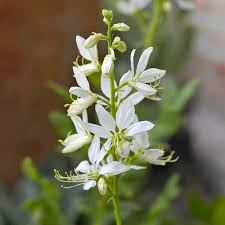 Image result for Diptam