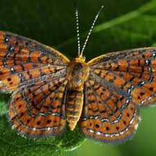 Attēlu rezultāti vaicājumam “Riodinidae”