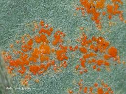 Attēlu rezultāti vaicājumam “Puccinia poarum”