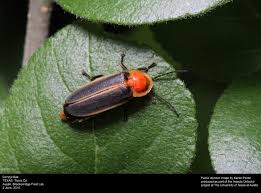Attēlu rezultāti vaicājumam “Lampyridae”