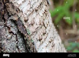 Attēlu rezultāti vaicājumam “Lycogala conicum young”