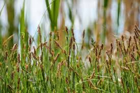 Attēlu rezultāti vaicājumam “Carex hirta female flower”
