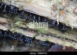 Attēlu rezultāti vaicājumam “Metatrichia floriformis”