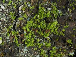 Attēlu rezultāti vaicājumam “Gymnostomum calcareum”