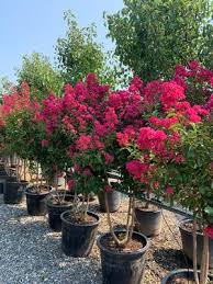 Image result for Lagerstroemia