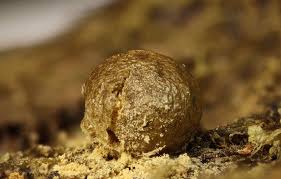 Attēlu rezultāti vaicājumam “Lycogala convexum macro”