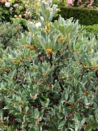 Attēlu rezultāti vaicājumam “Salix lapponum leaf”