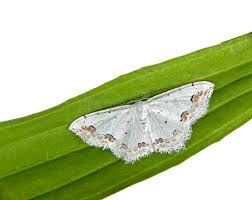 Attēlu rezultāti vaicājumam “Scopula floslactata imago”