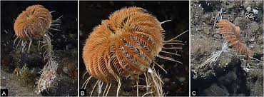 Attēlu rezultāti vaicājumam “Cribraria costata stalked”