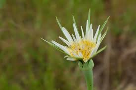Attēlu rezultāti vaicājumam “Tragopogon heterospermus leaf”