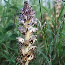 Attēlu rezultāti vaicājumam “Orobanche reticulata flower”