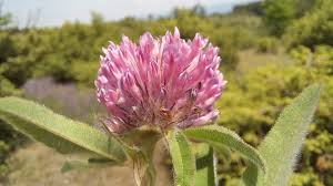 Attēlu rezultāti vaicājumam “Trifolium alpestre”