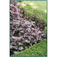 Image result for Heuchera `Palace Purple`