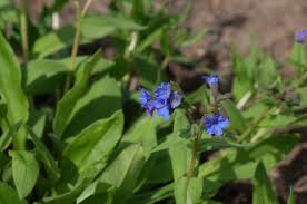 Attēlu rezultāti vaicājumam “Pulmonaria angustifolia”