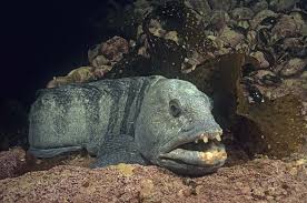 Image result for Anarhichas denticulatus