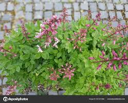 Image result for Diptam