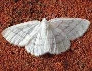 Attēlu rezultāti vaicājumam “Cabera pusaria female”