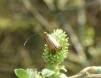 Attēlu rezultāti vaicājumam “Adela cuprella”