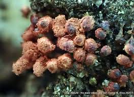 Attēlu rezultāti vaicājumam “Arcyria incarnata”