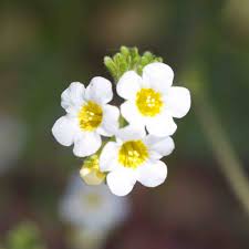 Attēlu rezultāti vaicājumam “Hydrophyllaceae”