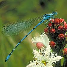 Attēlu rezultāti vaicājumam “Coenagrion armatum male”