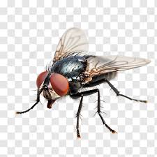 Attēlu rezultāti vaicājumam “Musca domestica”