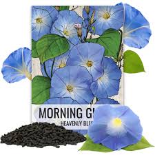 Image result for Ipomoea Heavenly Blue