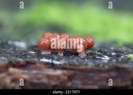 Attēlu rezultāti vaicājumam “Trichia crateriformis macro”