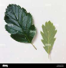 Attēlu rezultāti vaicājumam “Sorbus intermedia leaf”