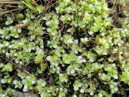 Attēlu rezultāti vaicājumam “Rhizomnium punctatum sporophyte”