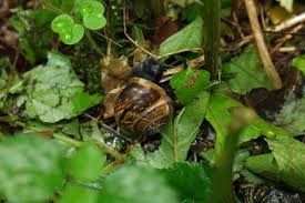 Attēlu rezultāti vaicājumam “Arianta arbustorum”