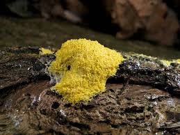 Attēlu rezultāti vaicājumam “Fuligo cinerea macro”