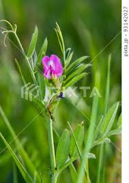 Attēlu rezultāti vaicājumam “Vicia lathyroides”