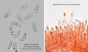 Attēlu rezultāti vaicājumam “Dacrymyces stillatus”