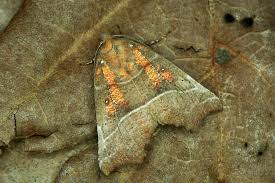 Attēlu rezultāti vaicājumam “Scoliopteryx libatrix”