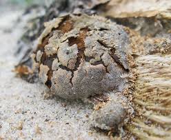 Attēlu rezultāti vaicājumam “Badhamiopsis sp.”