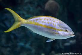 Image result for Ocyurus chrysurus