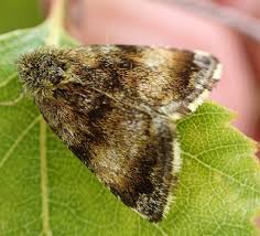 Attēlu rezultāti vaicājumam “Panemeria tenebrata”